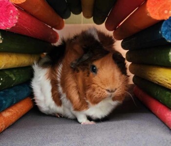 Sugar - Office Security