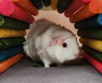 Nougat - Assistant Manager