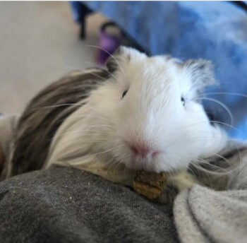 Hashbrown - Penthouse Caretaker